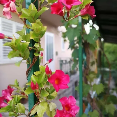 Sunny House *